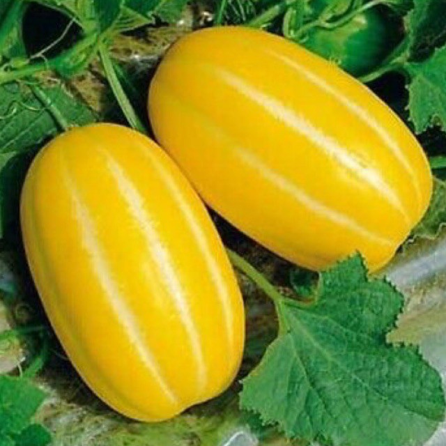 3pcs Korean Melon Seeds rare seeds Shopee Malaysia