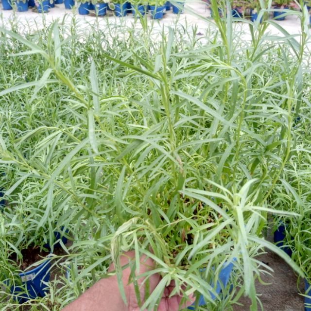 Anak Pokok Herba Tarragon Live Plants Tarragon Herb Potted Plants