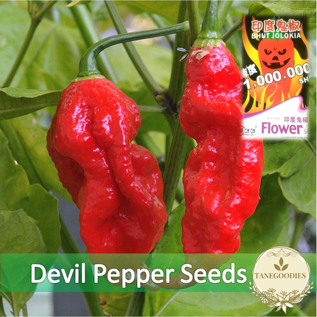 10pcs seed Original Biji Ghost Devil Pepper Chili Bhut Jolokia Super ...