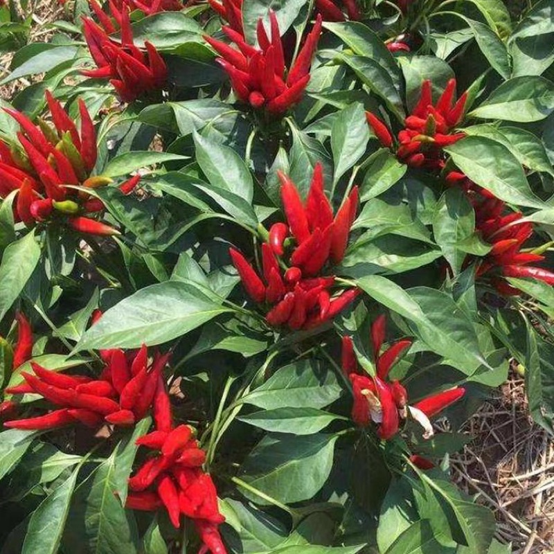 30±biji Benih Cili Jambak Taiwan Cluster Red Chilli Seeds Hot Spicy