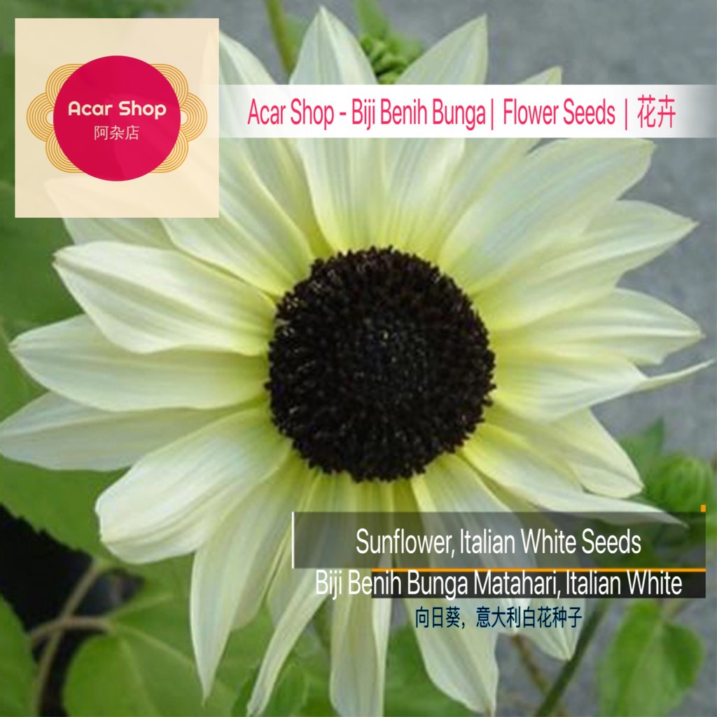 Sunflower, Italian White Seeds | Biji Benih Bunga Matahari Italian ...