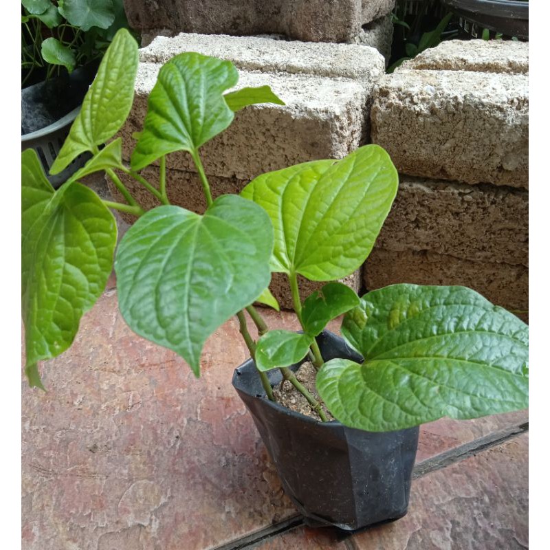 Anak pokok kaduk(daun kaduk) / wild betel leaf / 山佬叶 | Shopee Malaysia