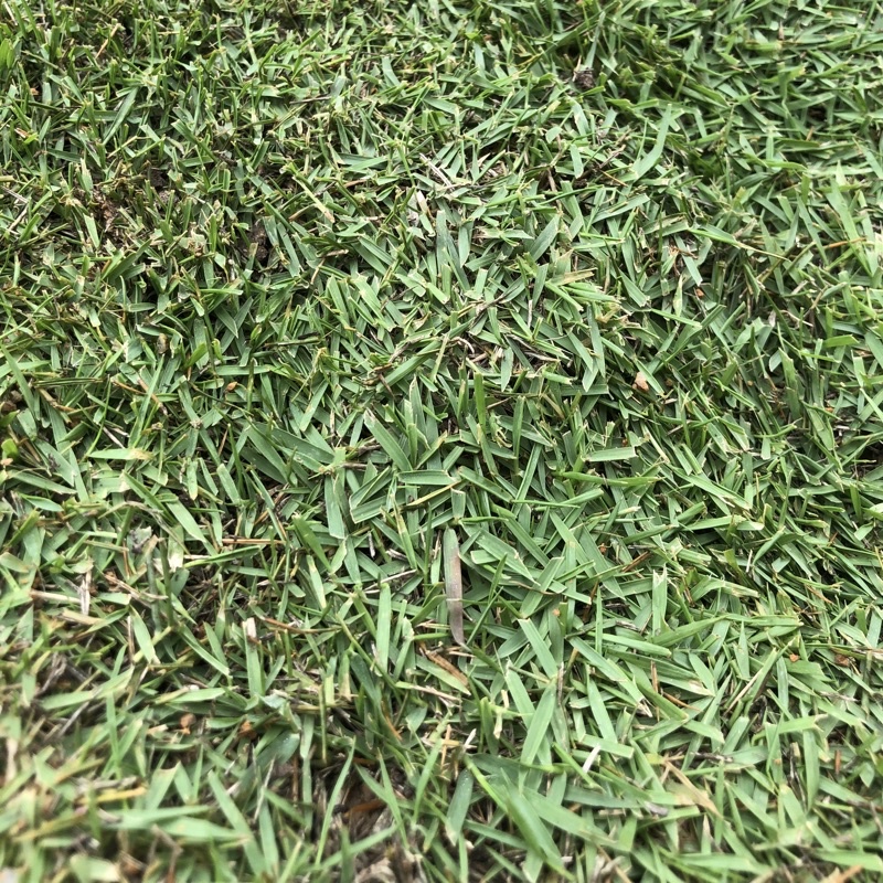 Real Live Grass Philippine Grass Japan Grass Pearl Grass Cow Grass