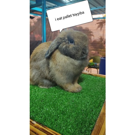Premium rabbit food / pallet ( Toyyiba ) repack 1kg | Shopee Malaysia