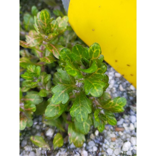 Shinnersia rivularis aquarium plant | Shopee Malaysia