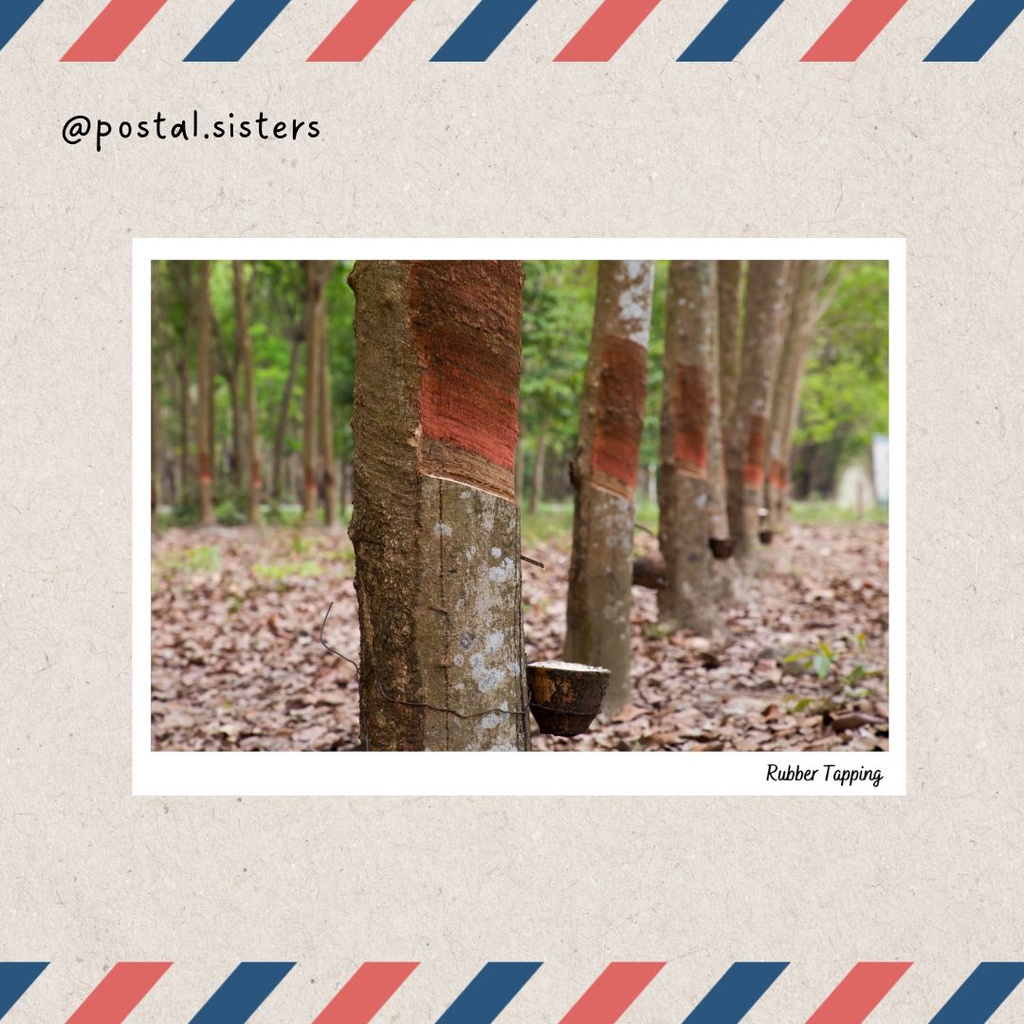 Malaysia Postcard Rubber Tapping A6 Post Card | Malaysia Plantation ...
