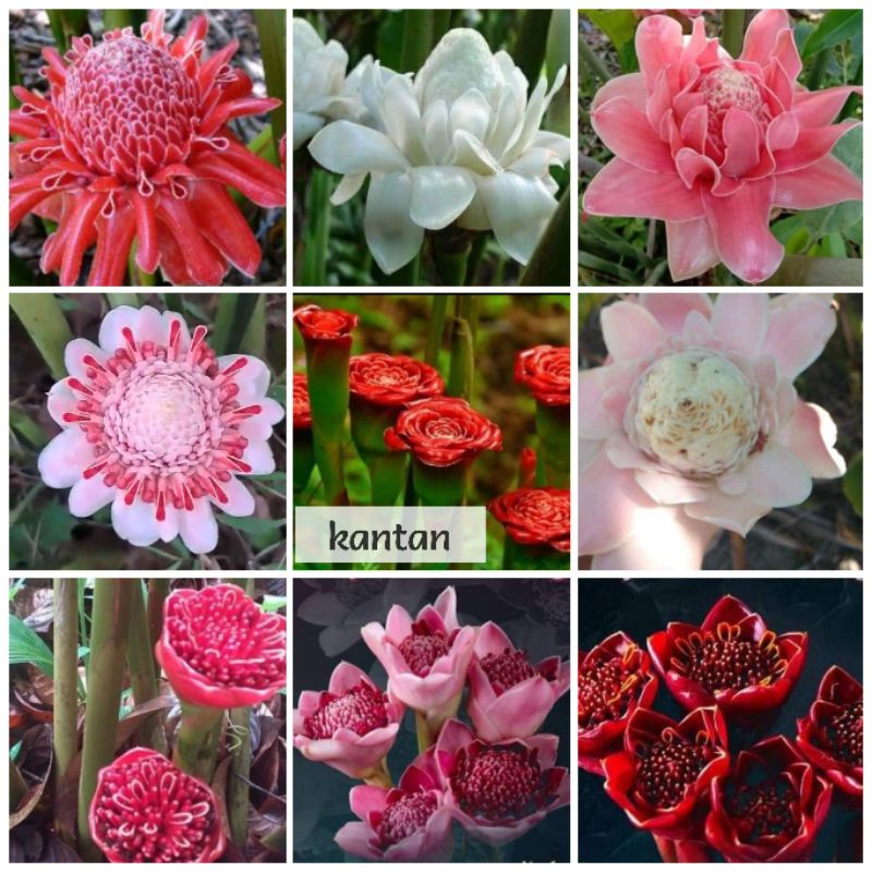 restock Rhizom Bulb Kantan tulip torch ginger Merah Menyala, Putih