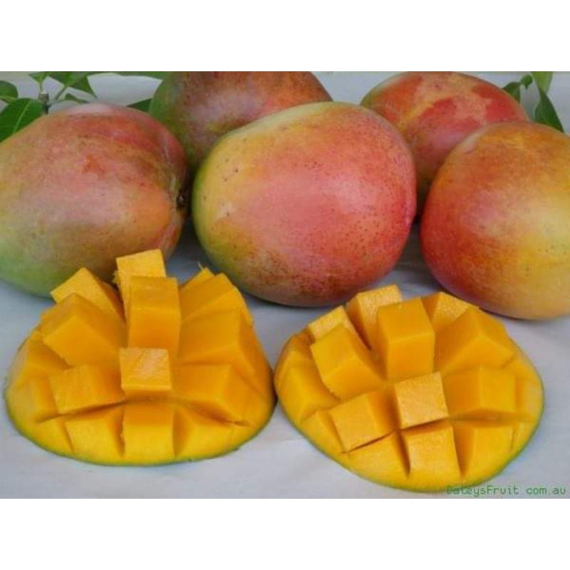 Anak Pokok Mangga Taiwan Red Apple RE2E2 rare mango | Shopee Malaysia