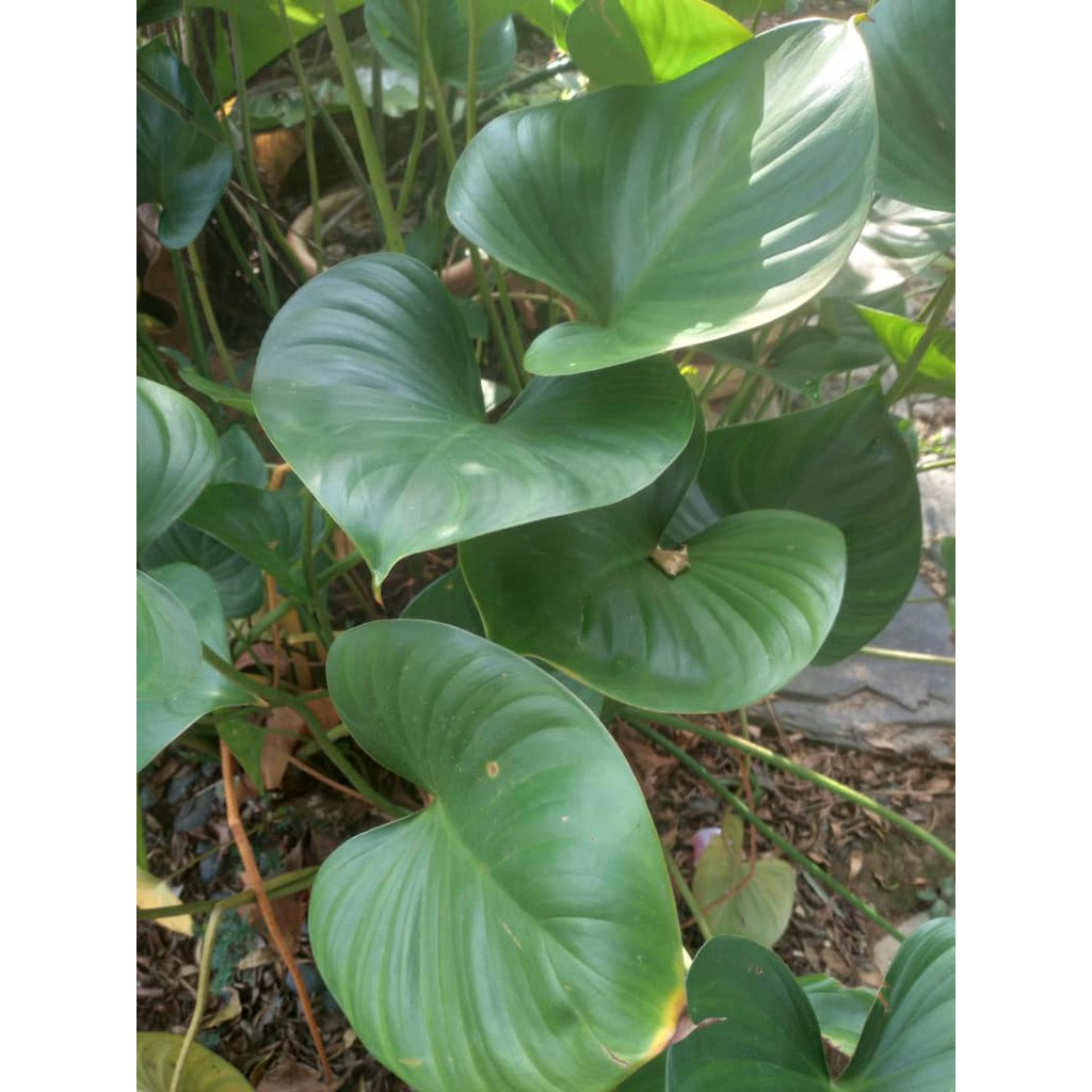 3 Rumpun Pokok Air (Bungkus dalam Kotak) | Shopee Malaysia