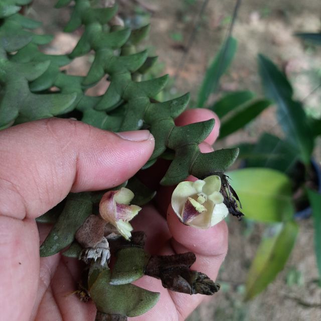 Dendrobium aloifolium, dendrobium gergaji/chainsaw, dendrobium species ...