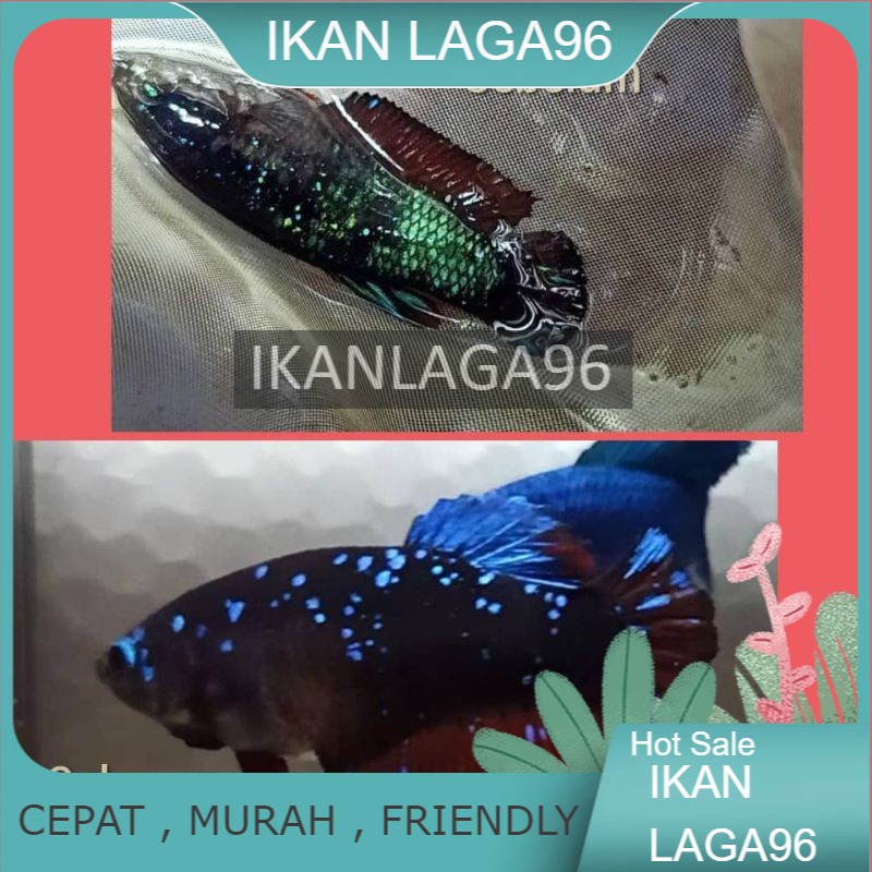 grooming, akuarium, akuatik / groomerbomoh, groomer , velvetbomoh, ubat ...