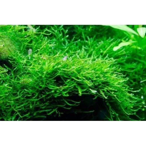Java moss - lower price guarantee | Shopee Malaysia