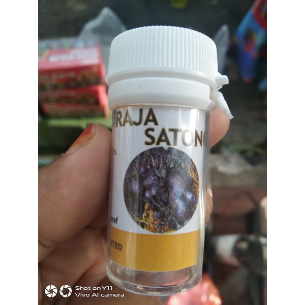 30 BIJI KAPSUL RAJA SATONG PENAWAR PELBAGAI PENYAKIT | Shopee Malaysia