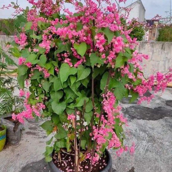 Bunga Air Mata Pengantin Antigonon Leptopus Shopee Malaysia