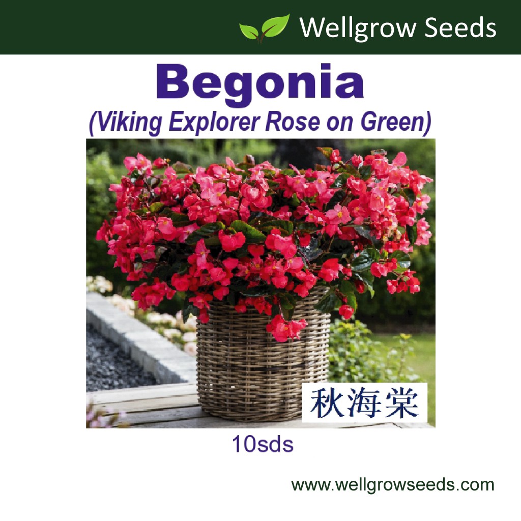 Begonia Viking Explorer Rose on Green (10sds) 秋海棠：维京探险系列 (玫瑰色, 绿叶