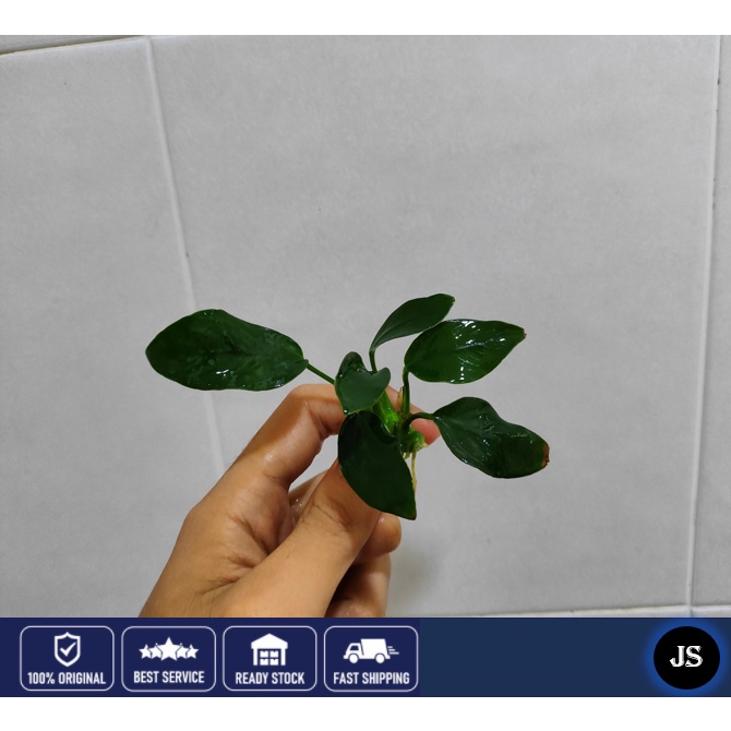 Anubias Nana Live Aquarium Plant - In Pot - Freshwater Aquatic Beginner Plant