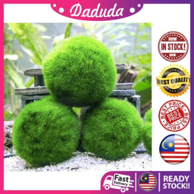 JAPAN IMPORT MARIMO / MOSS BALL / MOSS BALL PETS / LAKE BALL / NUTRIENT