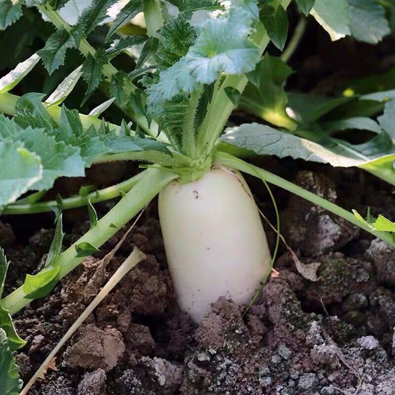 Benih Giant Radish 20pcs/Lobak Putih Besar /白萝卜籽 | Shopee Malaysia