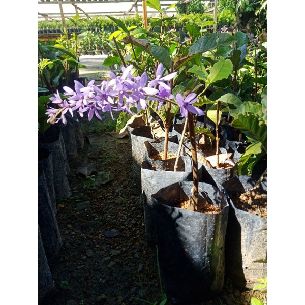 Pokok Sandpaper Vine Purple/White - Pokok bunga menjalar | Shopee Malaysia