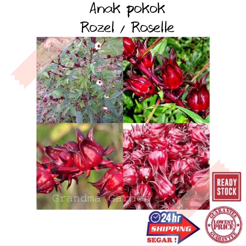 (GG real plant) roselle ^ anak pokok buah rozel live outdoor house ...