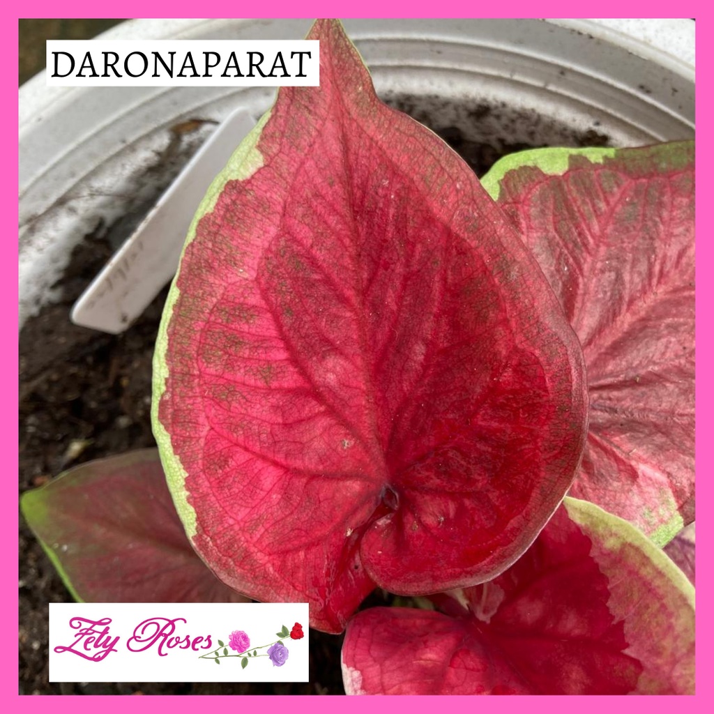 Zety Roses Keladi Rare Daronaparat | Shopee Malaysia