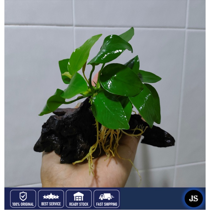 Mainam 3 Different Anubias Nana Java Fern Windelov Java Moss Tropical Freshwater Live Aquarium Plant Decorations 3 Days Buy2get1free