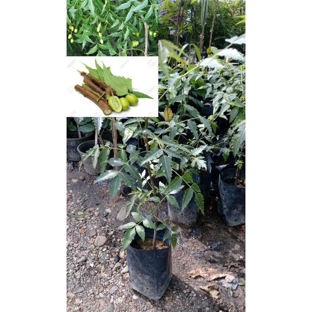 MKT - Anak Pokok Mambu / Semambu / Neem / Daun Mamu / Indian Lilac ...