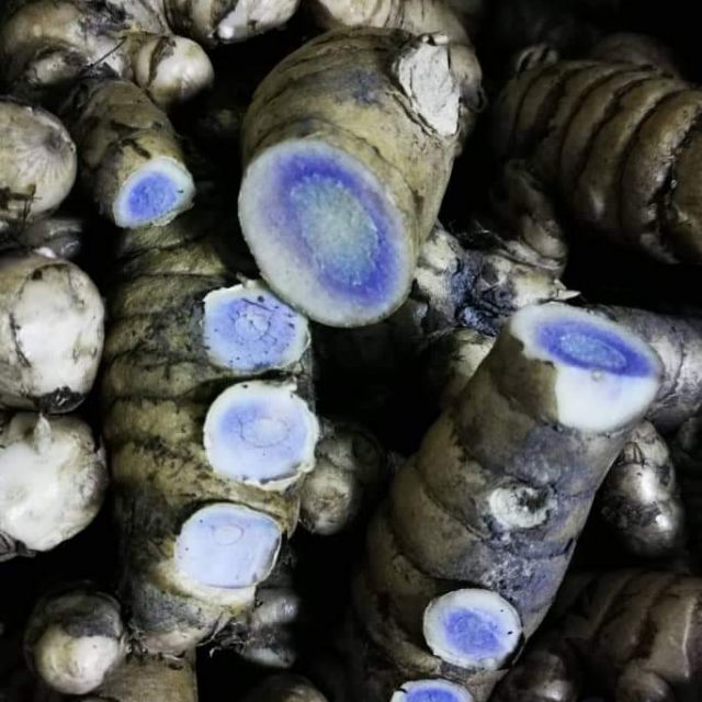 RIZOM / UBI KUNYIT HITAM MALAYSIA - CURCUMA CAESIA @ KALIHALDY @ TEMU ...