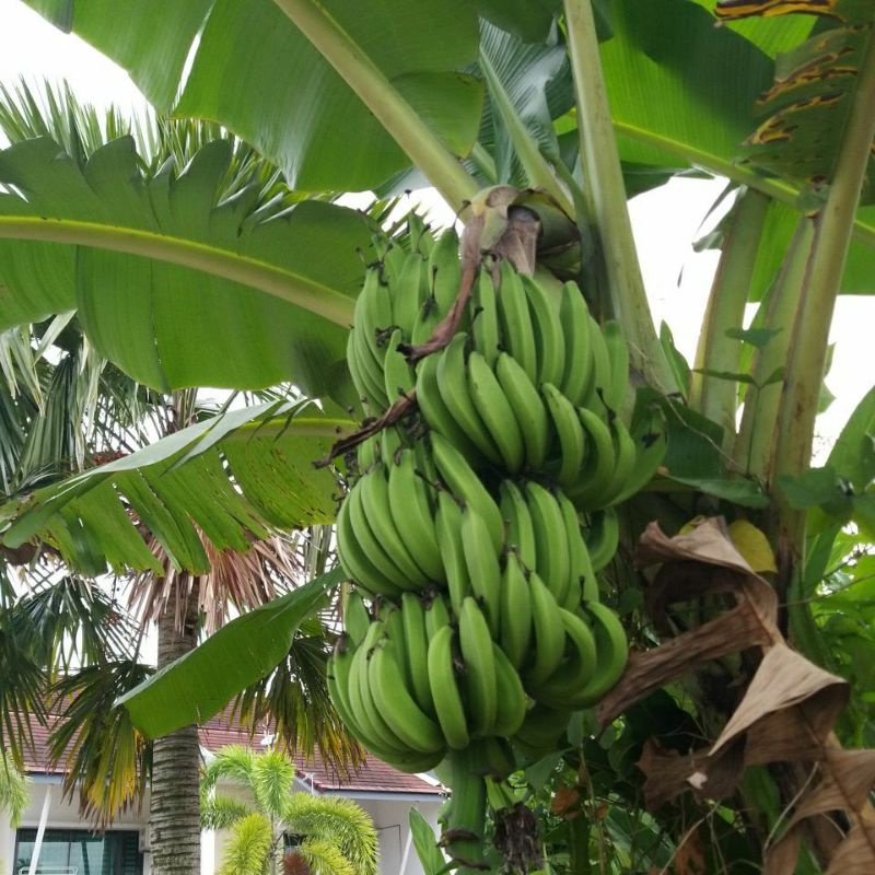 anak-pisang-nangka-baka-induk-buah-lebat-shopee-malaysia
