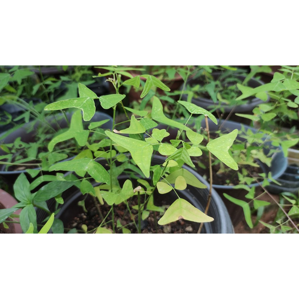[ FRESH LARIS ] Daun Rerama / Rama Rama Hijau Organik Original Segar ...