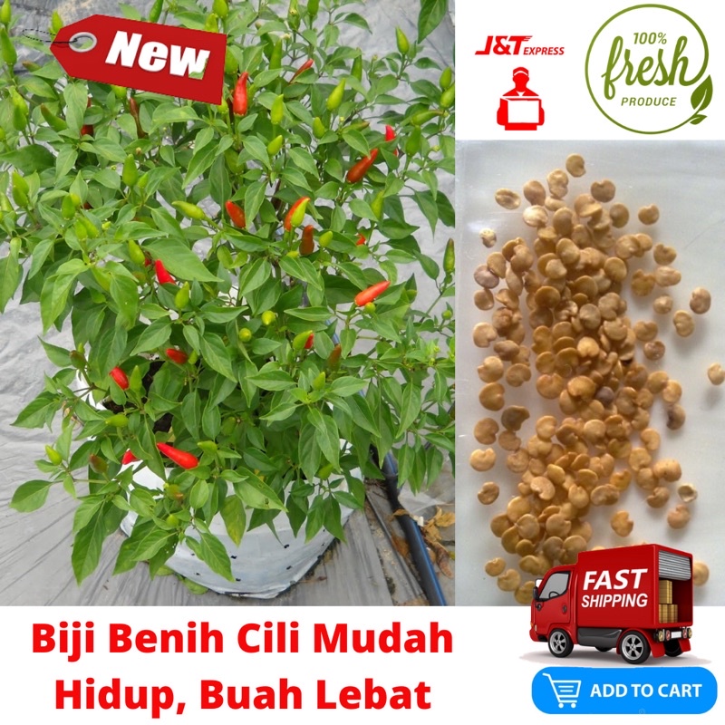 [ready Stock] 25 Pcs Biji Benih Cili Padi Cabai Melaka Cabai Burung