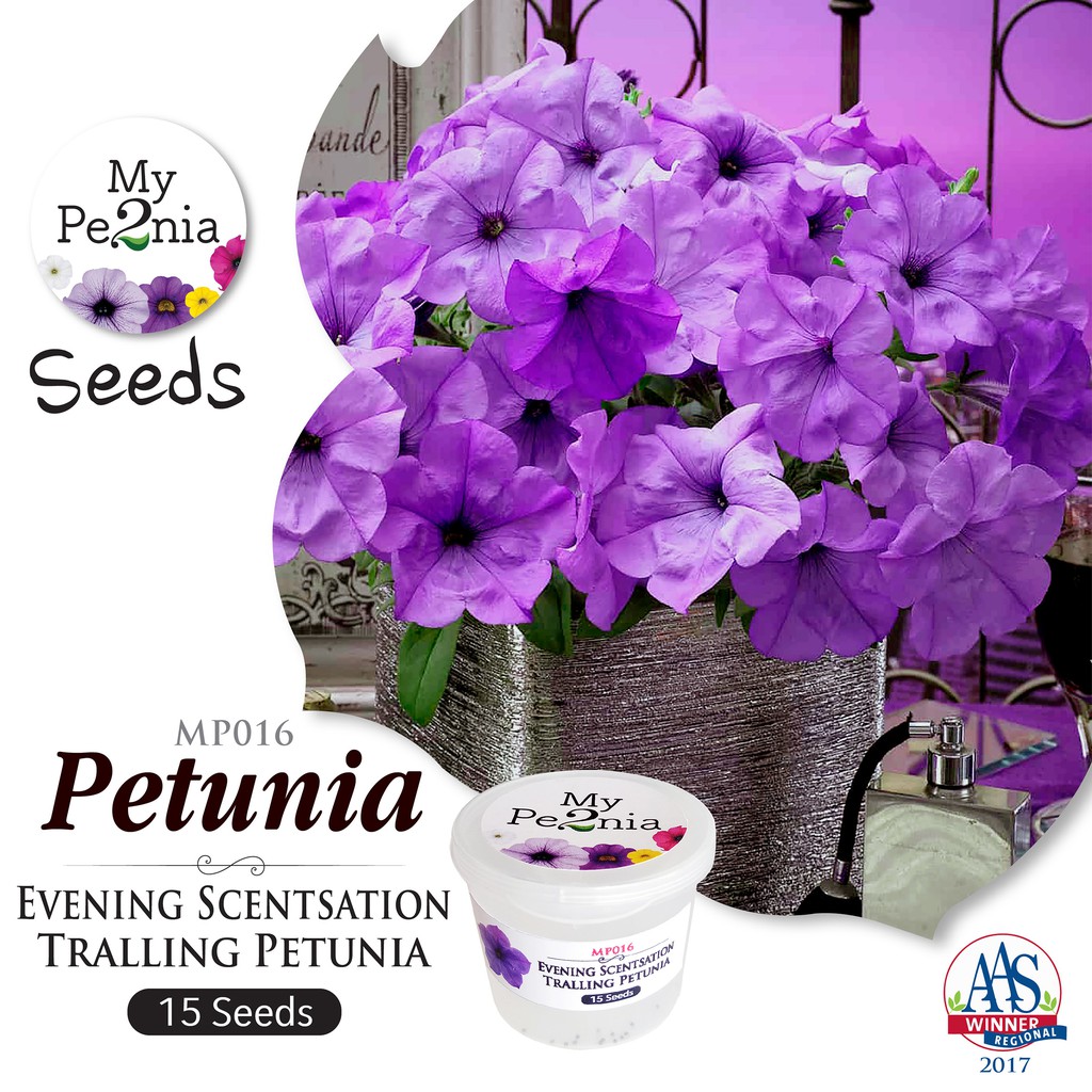 Petunia Seeds - Evening Scentsation Trailing Petunia (20 Seeds ...