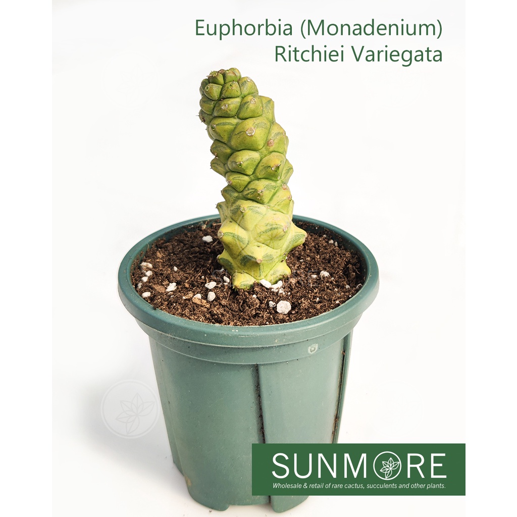 Sunmore | Euphorbia (Monadenium) Ritchiei Variegata (Rare/Succulent ...