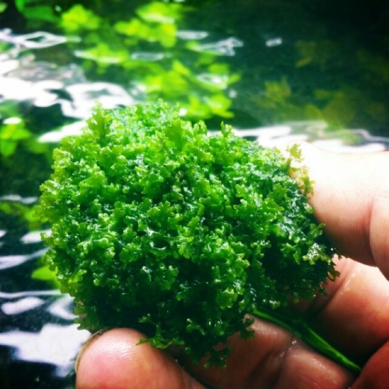 🔥ready stock🔥🔥Moss 1cmx1cm🔥 Java Moss Aquarium Aquascape Aquatic Low ...