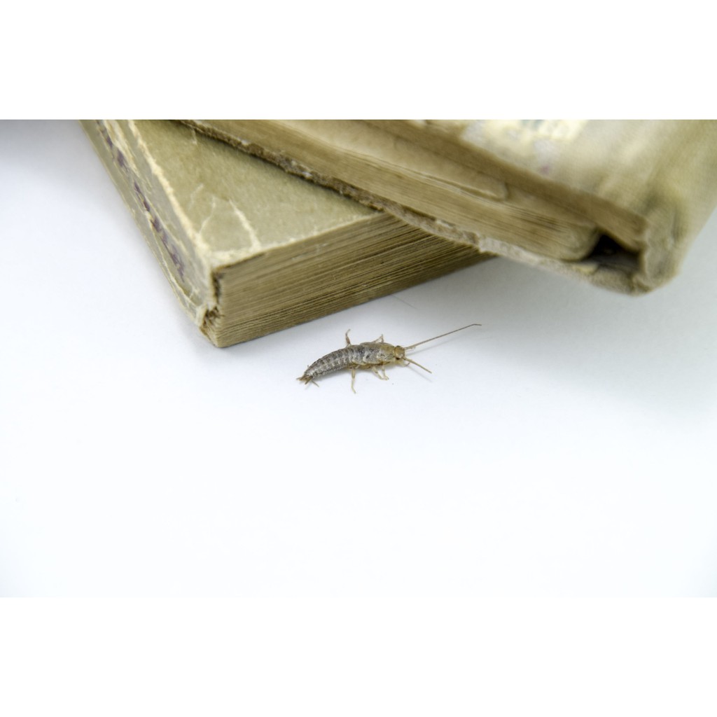 Savetron Silverfish Baiting Powder_400Gram | Shopee Malaysia