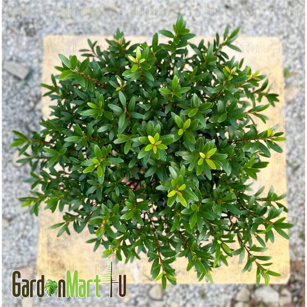Syzygium Buxifolium 'Boxleaf Eugenia' Live Plant Pokok Bonsai 小叶赤楠 ...