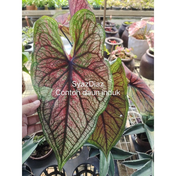 Keladi Thai First Lady Viral 🔥 Caladium Thai First Lady🔥 | Shopee Malaysia