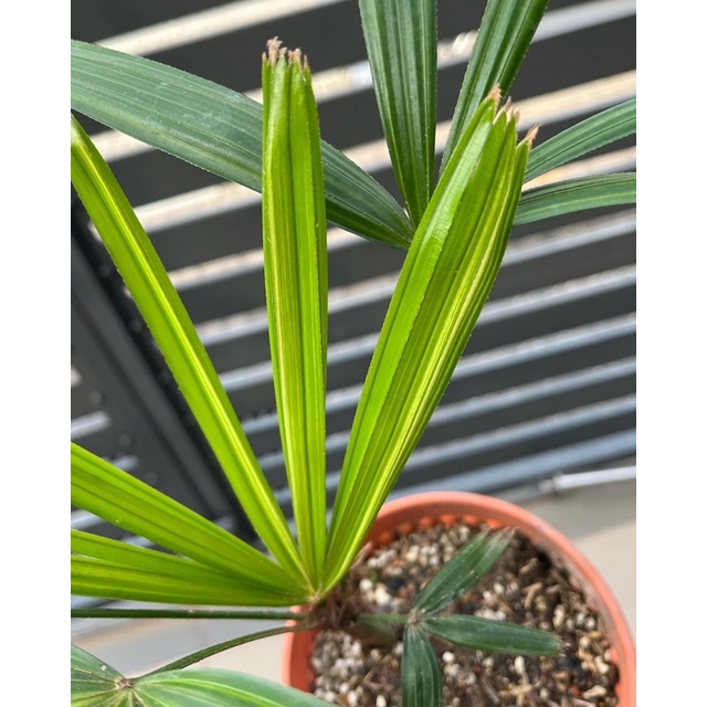 Varigated finger palm tree (raphis excelsa) | Shopee Malaysia