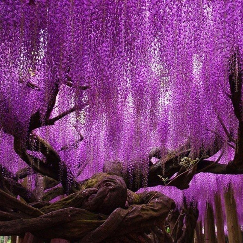 5PCS Rare Purple Wisteria Flower Seeds for DIY Home Garden Plants