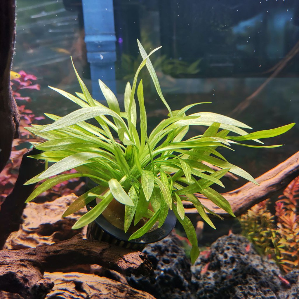 Echinodorus Golden Mini Water Plant Aquatic Aquarium Plants Shopee Malaysia