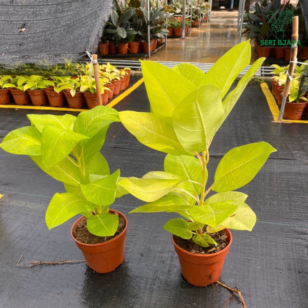 Rare Ficus Elastica Aureum /Altissima Golden - Seri Bjaya | Shopee Malaysia