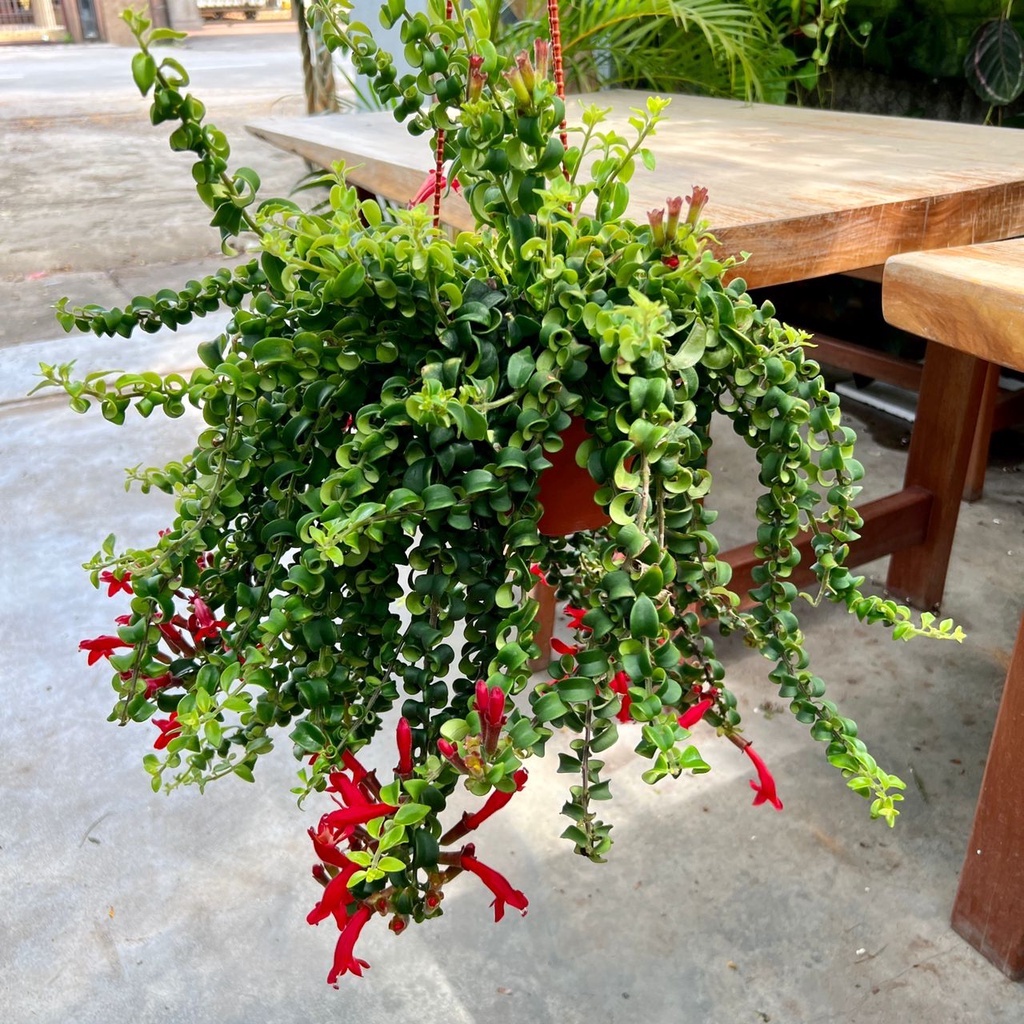 Aeschynanthus lobbianus variegata - plante rouge à lèvre