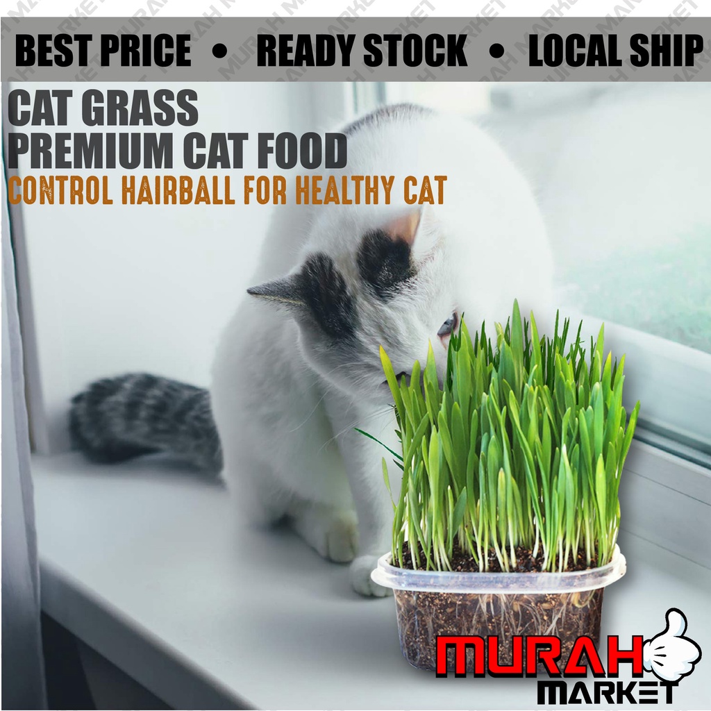Cat Grass Seed Set Biji Benih Rumput Hairball Solution Cat Photo Inspiration