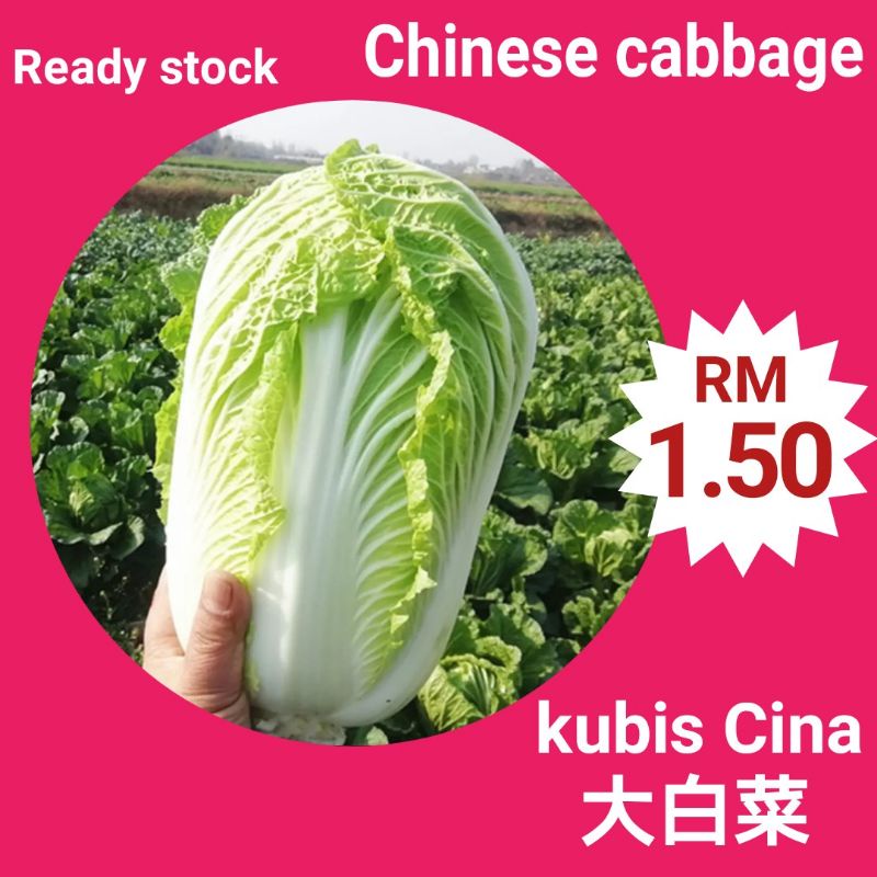 Chinese Cabbage Kubis Cina Biji Benih Sesuai Untuk Penanaman Di