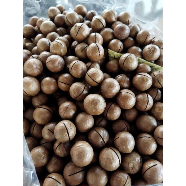Macadamia nuts / kacang macadamia halal sedap Shopee Malaysia