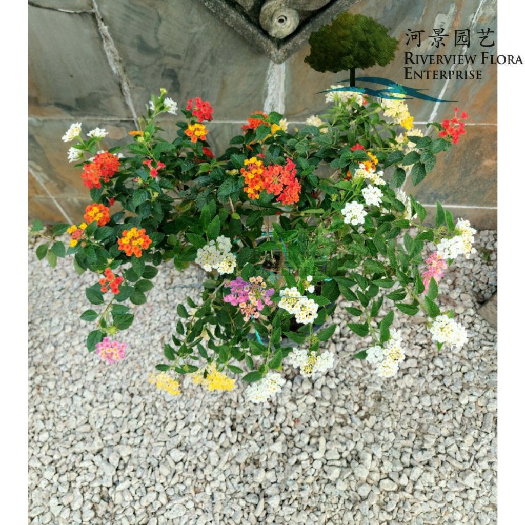 [LIVE PLANT] Lantana Camara Bonsai/West Indian Lantana/Bunga Tahi Ayam ...