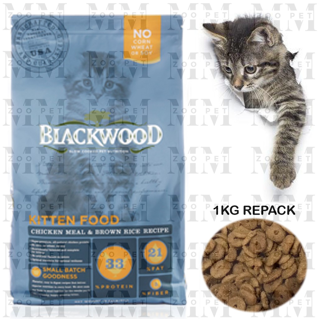 Blackwood kitten hot sale