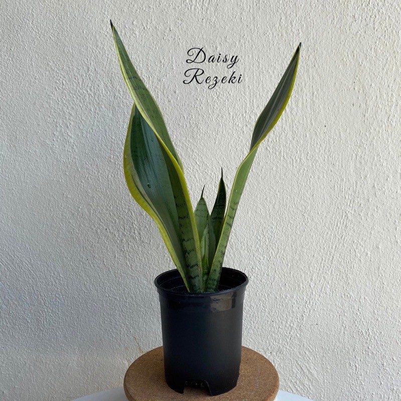 Sansevieria Pearl Young @ Starlight | Shopee Malaysia
