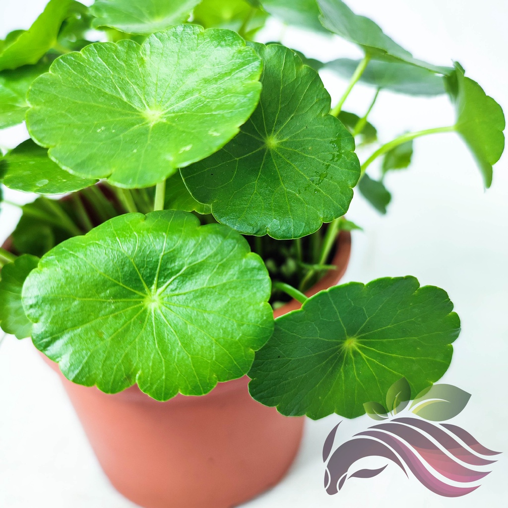 [landscape] Pennywort 铜钱草 Pegaga Air Hydrocotyle verticillata outdoor ...