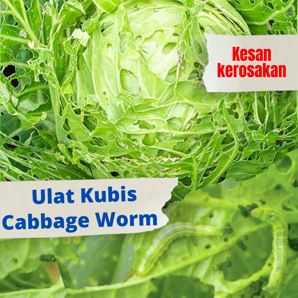 Racun 𝐔𝐥𝐚𝐭 𝐊𝐮𝐛𝐢𝐬 (Cabbage worm) Sesuai semua jenis tanaman terutamanya
